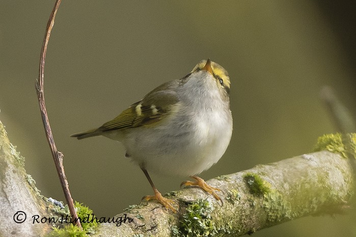 Pallas's Warbler