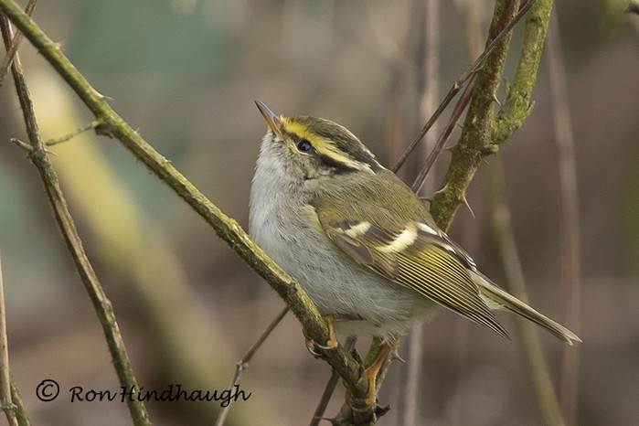 Pallas's Warbler
