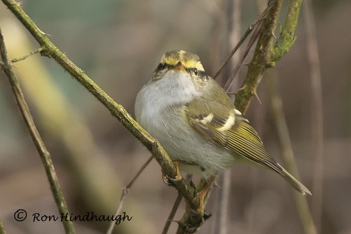 Pallas's Warbler