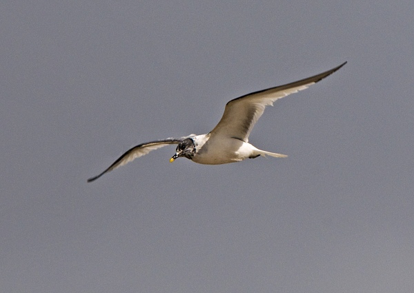 Sabine's Gull