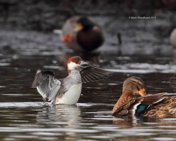 Smew