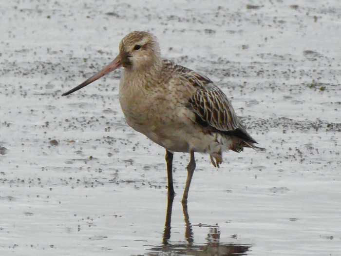 Bar-tailed Godwit