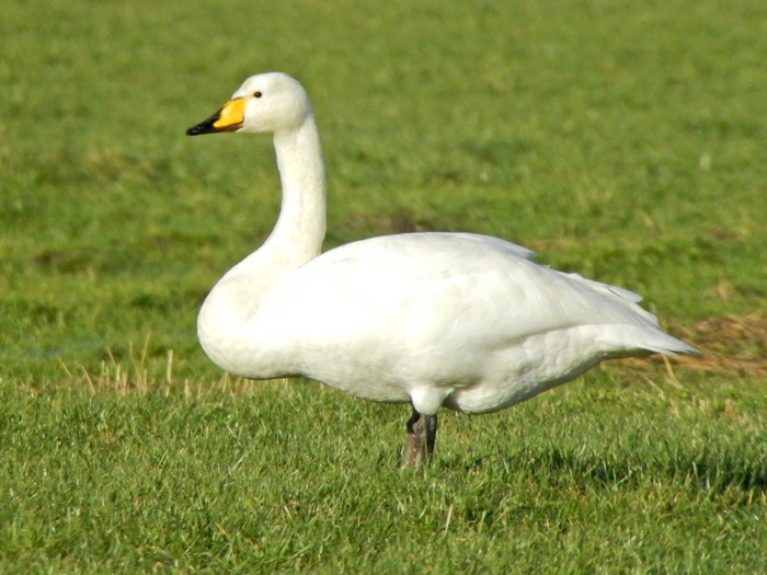 Whooper Swan