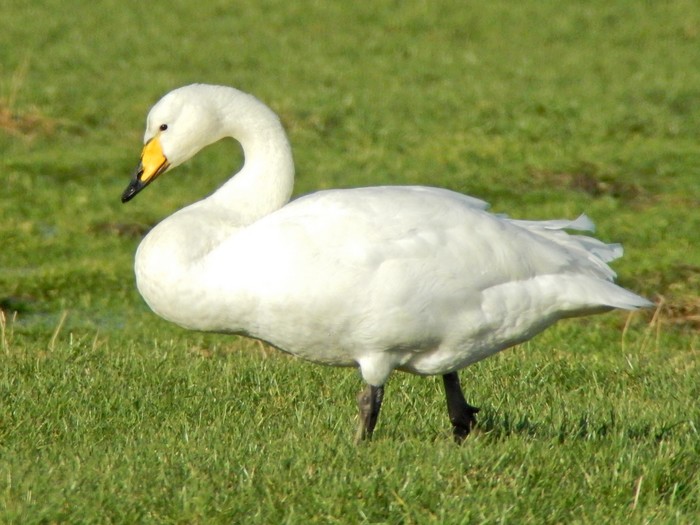 Whooper Swan