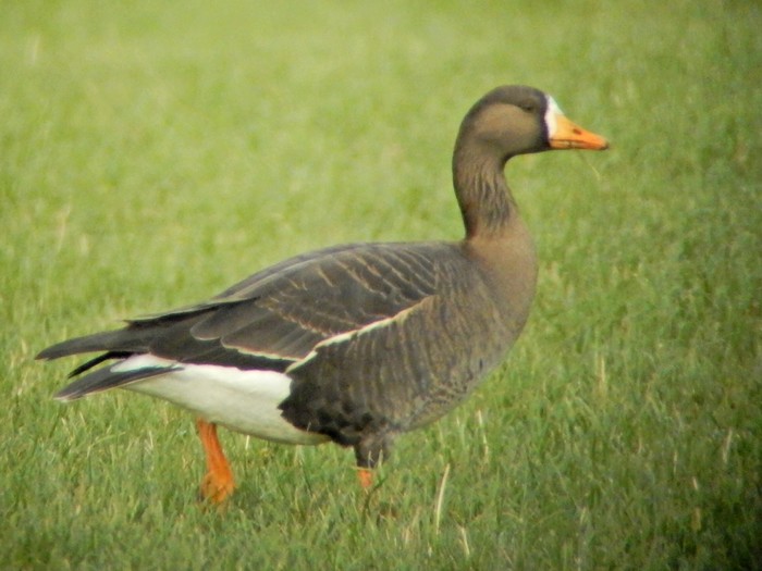 Greenland White-fronted Goose