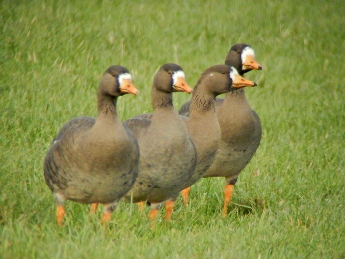 Greenland White-fronted Goose