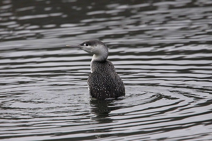 Red-throated Diver