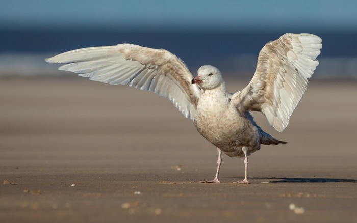 Glaucous Gull