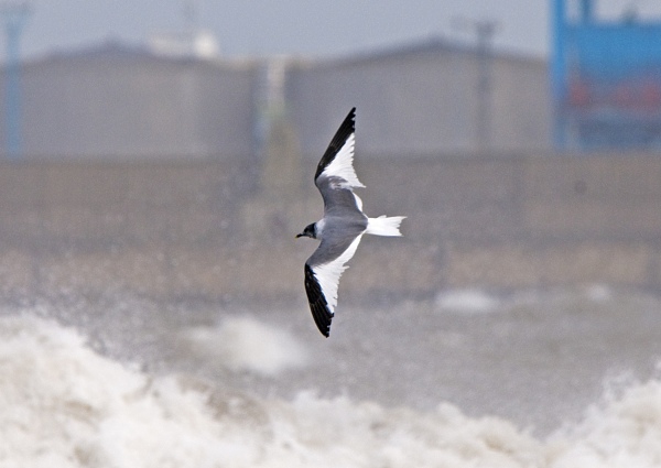 Sabine's Gull