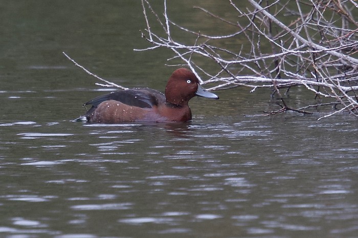 Ferruginous Duck