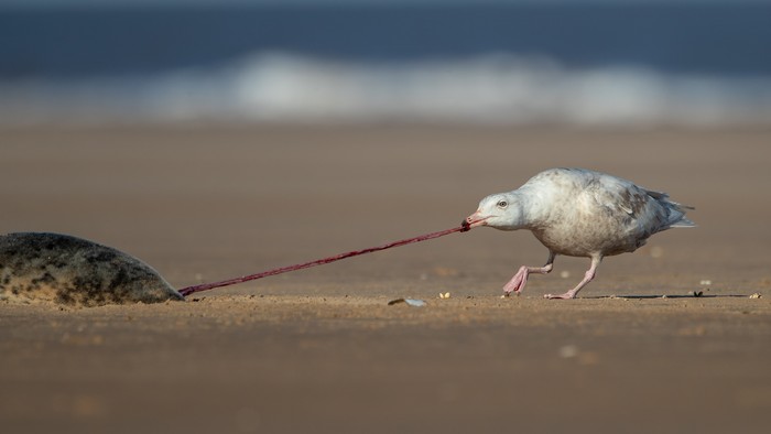 Glaucous Gull