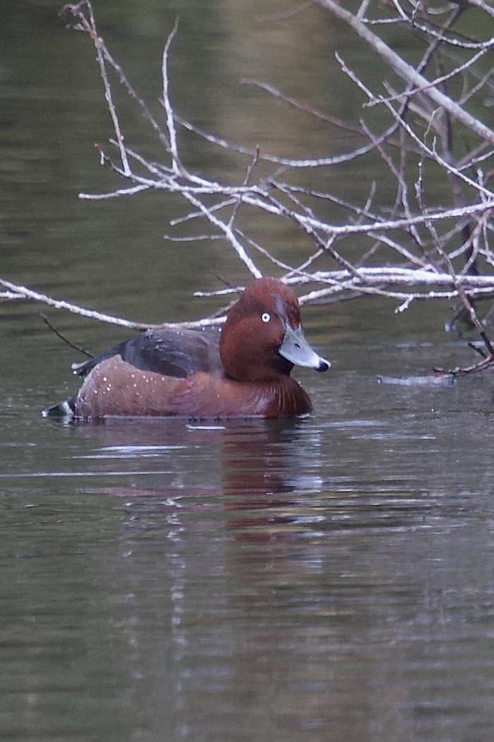 Ferruginous Duck