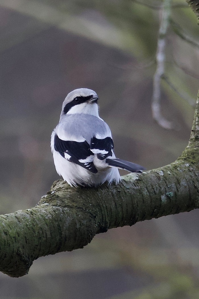 Great Grey Shrike