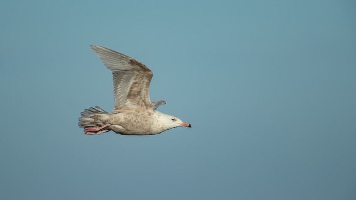 Glaucous Gull