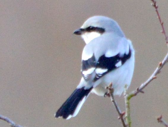 Great Grey Shrike