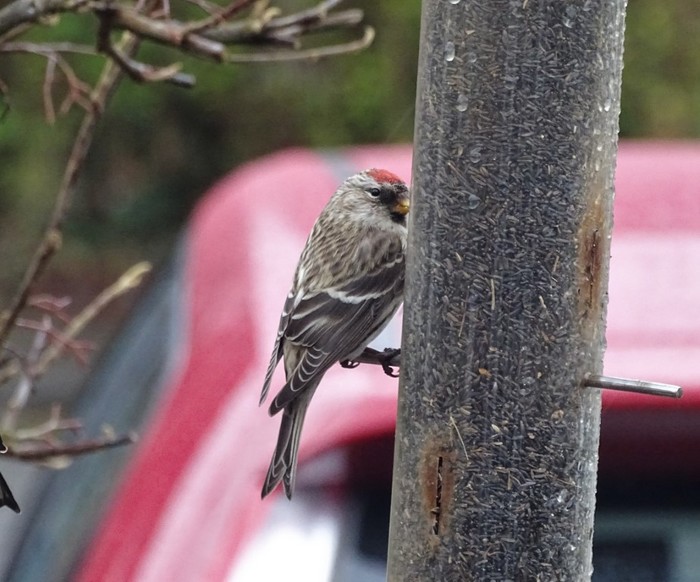 Mealy Redpoll