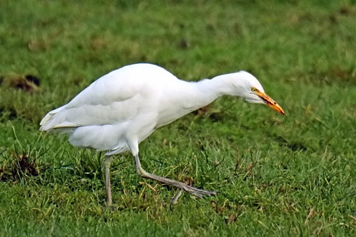 Cattle Egret