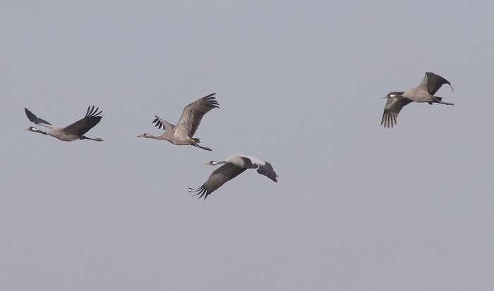 Common Crane
