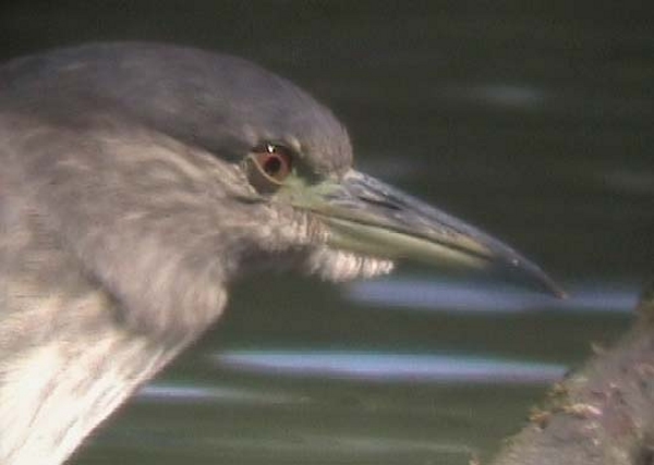 Night Heron