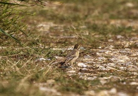 Ortolan Bunting