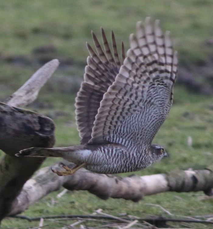 Sparrowhawk