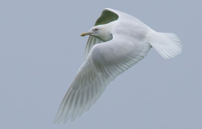 Iceland Gull