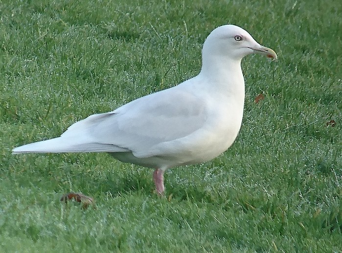 Iceland Gull