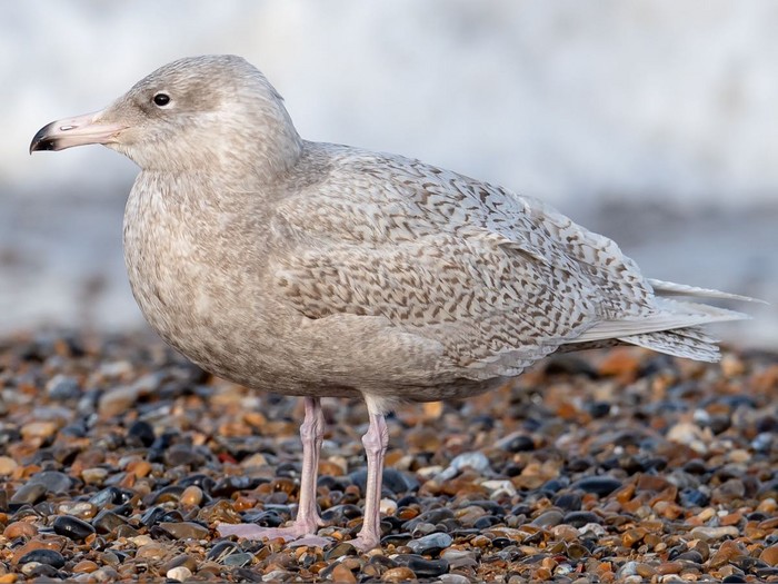 Glaucous Gull