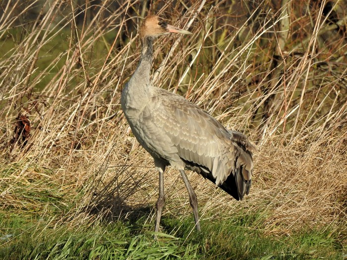 Common Crane