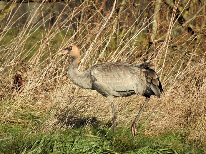 Common Crane