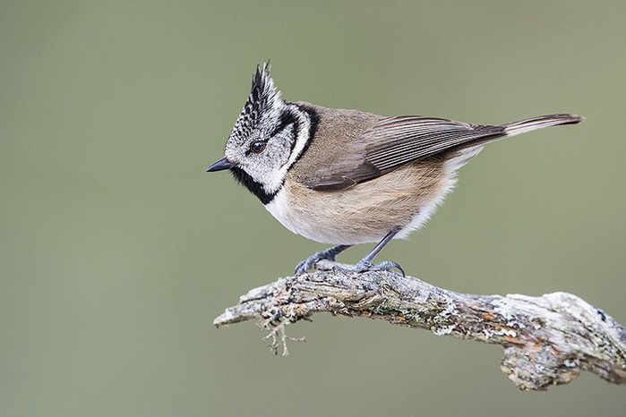 Crested Tit