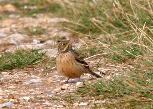Ortolan Bunting