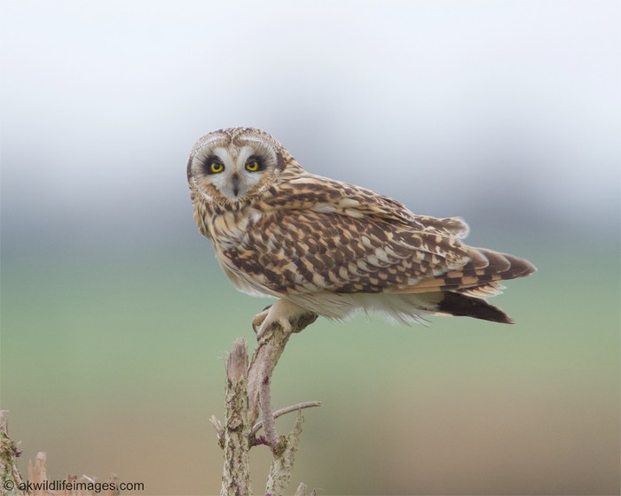 Short-eared Owl
