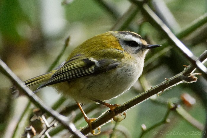 Firecrest