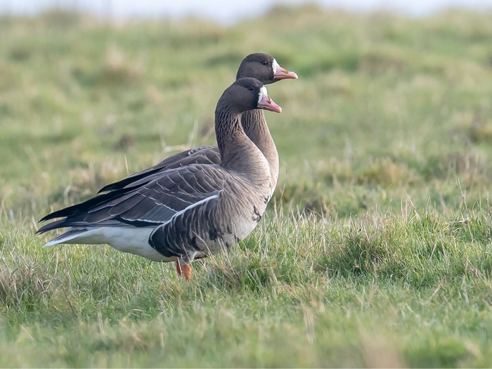 Russian White-fronted Goose