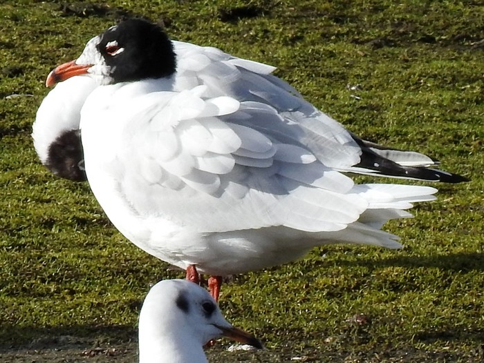Mediterranean Gull