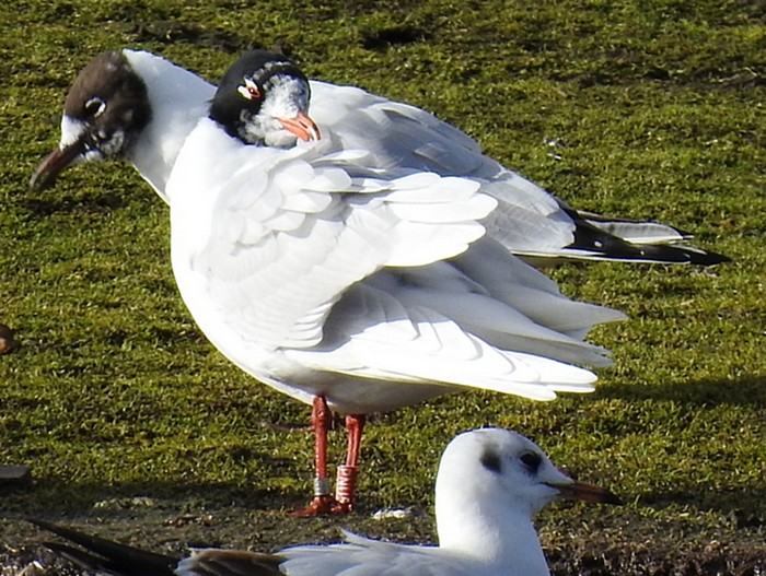 Mediterranean Gull