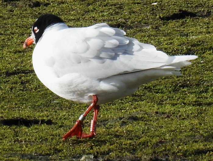 Mediterranean Gull