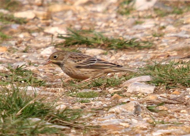 Ortolan Bunting