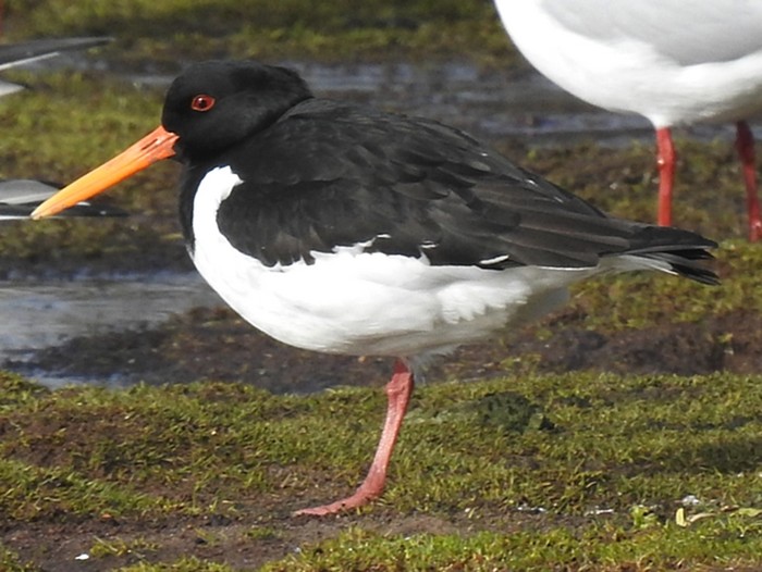 Oystercatcher