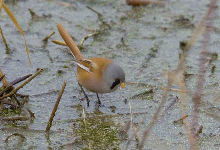 Bearded Tit
