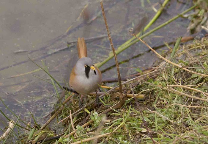 Bearded Tit