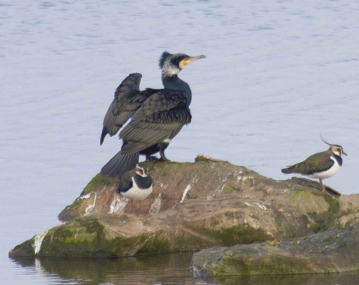 Cormorant