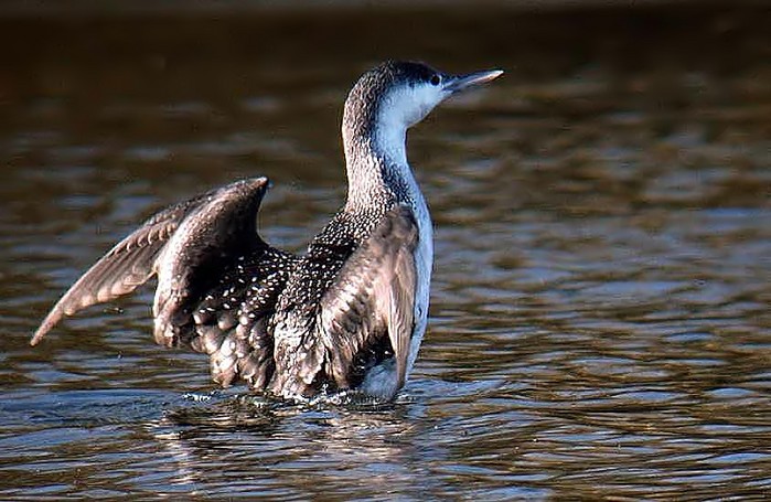 Red-throated Diver