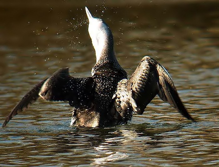 Red-throated Diver