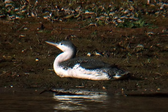Red-throated Diver