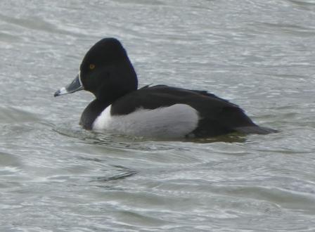 Ring-necked Duck