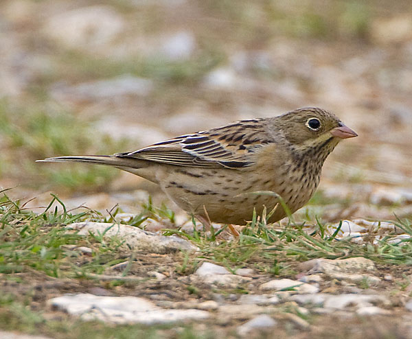 Ortolan Bunting