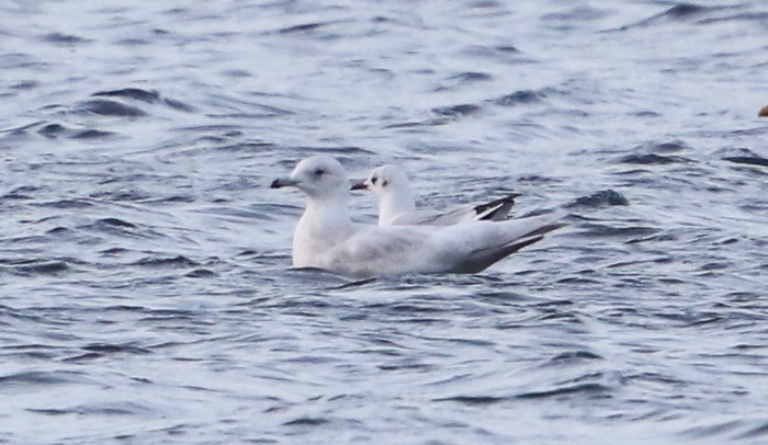 Kumlien's Gull