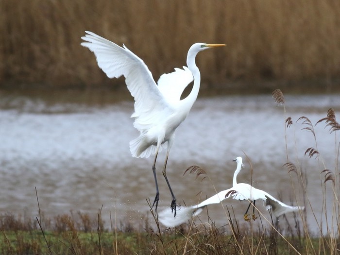 Great White Egret